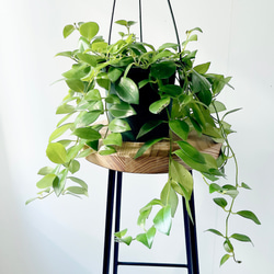 希少》サンスベリア タイハイブリッド Sサイズ 観葉植物 calm cafe