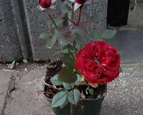 5018915932e22e6b4f7fda968b016f