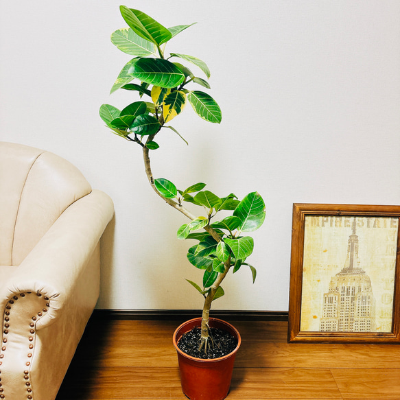 現品］1番 大人気！ フィカス アルテシマ 曲がり 8号 観葉植物