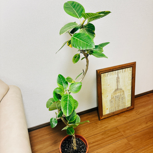 宝石のような観葉植物のお店 【Jewelry Plant】 ゴムの木