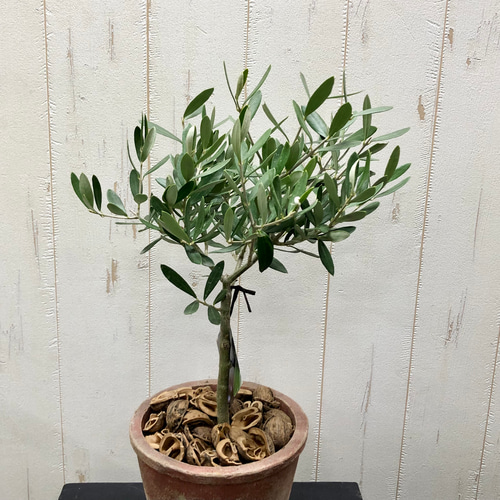 厳選樹形！ オリーブの木 シプレッシーノ（チプレッシーノ