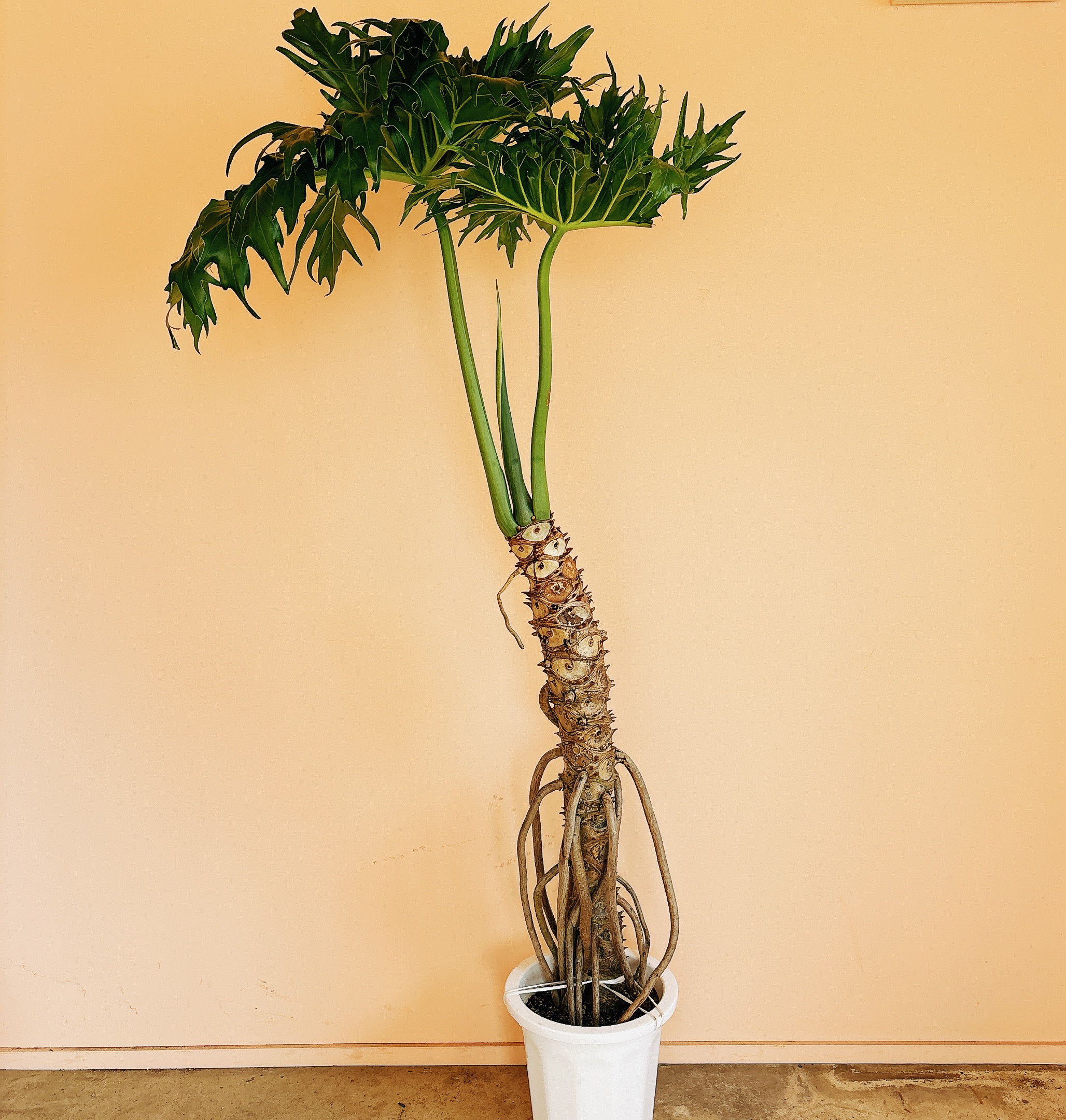 フィロデンドロン セローム 10号 大型大株 群生株 希少品種レア 幹