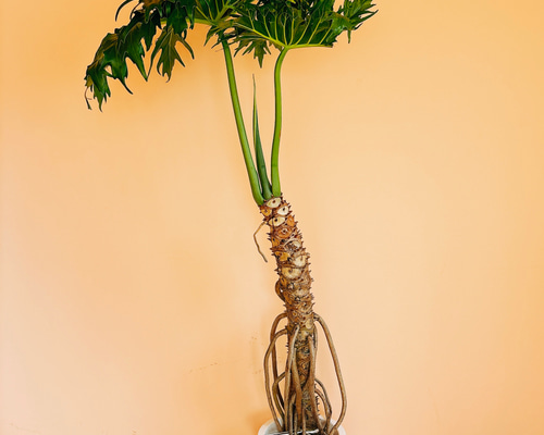 大型　フィロデンドロン・セローム 観葉植物 フィロデンドロン・セローム・ホープ 大型【観葉植物 8