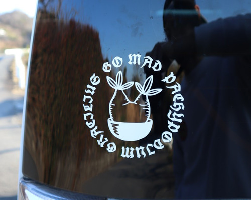 グラキリス カッティングステッカー 【 塊根植物 グッズ 実生