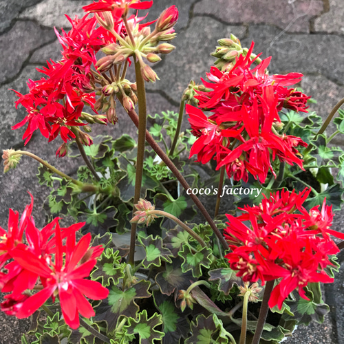 送料込】激レア♡可愛い♡星咲き♡ゼラニウム♡グラフィティダブル♡3