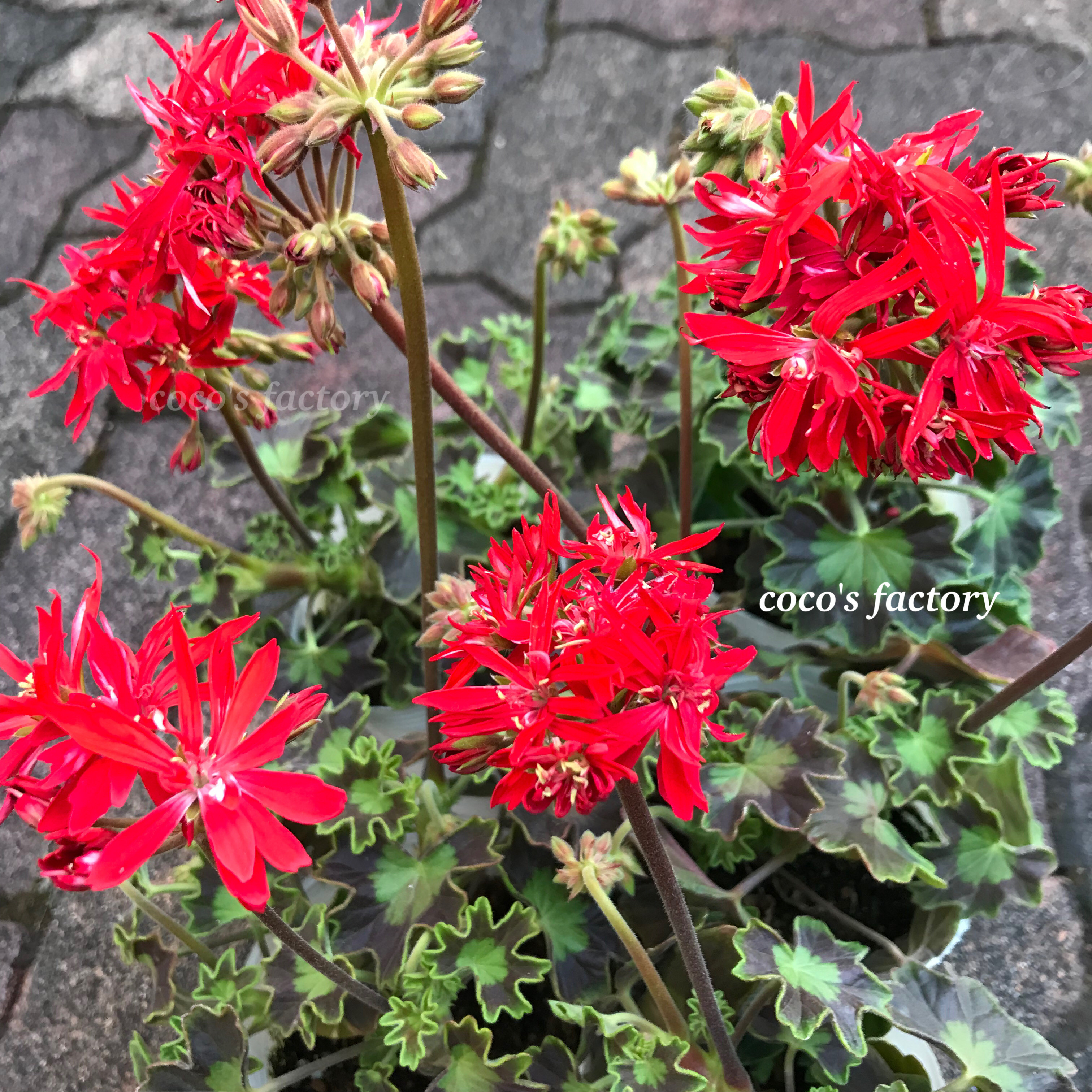 114 ＊貴重なゼラニウム（グラフティーダブルホワイト） 114 ＊貴重なゼラニウム（グラフティーダブルホワイト） 商品