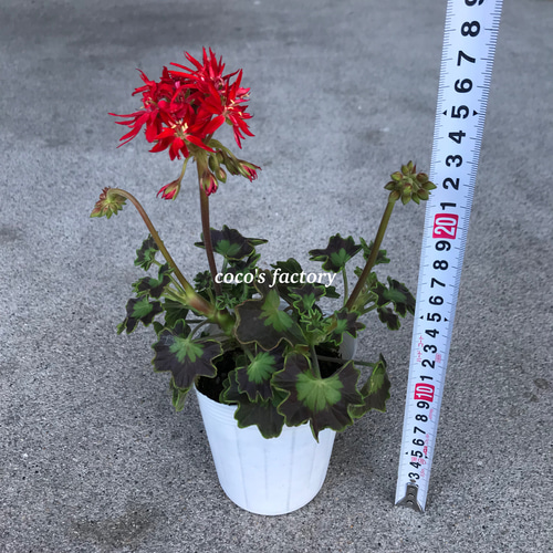 送料込】激レア♡可愛い♡星咲き♡ゼラニウム♡グラフィティダブル♡3