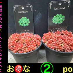 ⭐︎大人気⭐︎寒い時期は紅葉します(^^) ユッカ デスメティアーナ