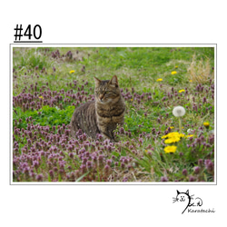 【＃40】選べる5枚！猫のポストカード 1枚目の画像