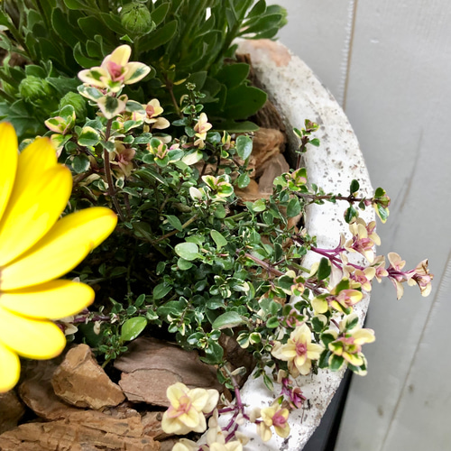 春 オステオスペルマムの寄せ植え その他インテリア雑貨 PLANTS SHOP