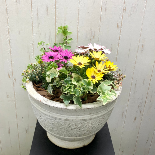 春 オステオスペルマムの寄せ植え その他インテリア雑貨 PLANTS SHOP