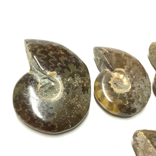 【太古の海の記憶】天然石(化石) アンモナイト 原石 ① 一点物☆太古の海の記憶 天然石(化石) アンモナイト 原石セット