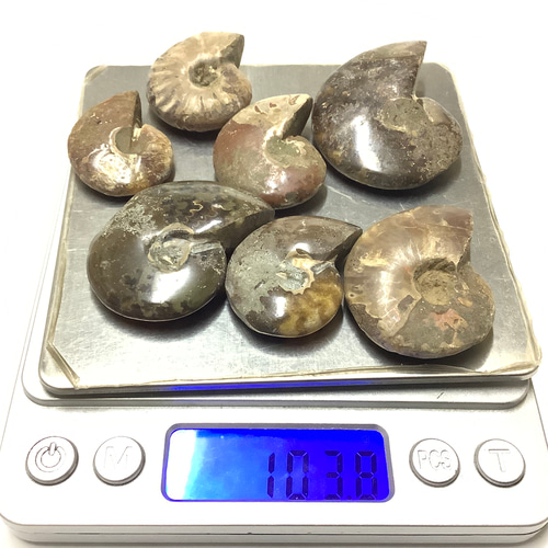 一点物☆太古の海の記憶 天然石(化石) アンモナイト 原石 ①