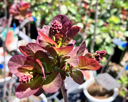 スモークツリー　ピンク　鉢植え　苗　ケムリの木　庭木 スモークツリー♪ケムリの木♪苗木♪ピンク♪赤♪ホワイト