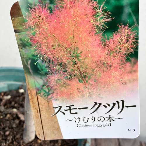 スモークツリー　ピンク　鉢植え　苗　ケムリの木　庭木 スモークツリー♪ケムリの木♪苗木♪ピンク♪赤♪ホワイト