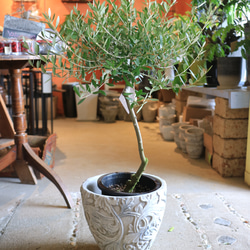 現物　＜SOUJU＞大きなトピアリー オリーブの木 ネバディロブランコB 3枚目の画像