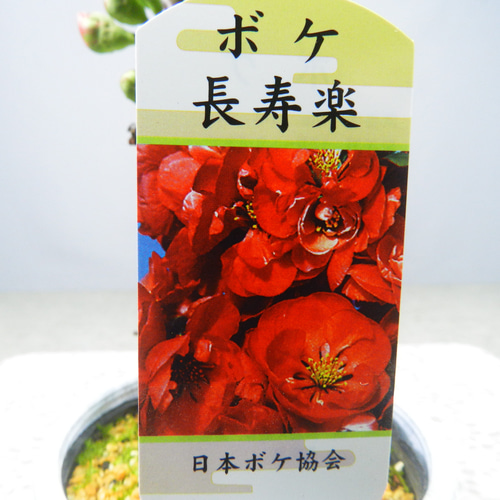 ☆ENGEI ichioki☆ボケ「品種名：長寿楽」小品盆栽02◇開花と成長が