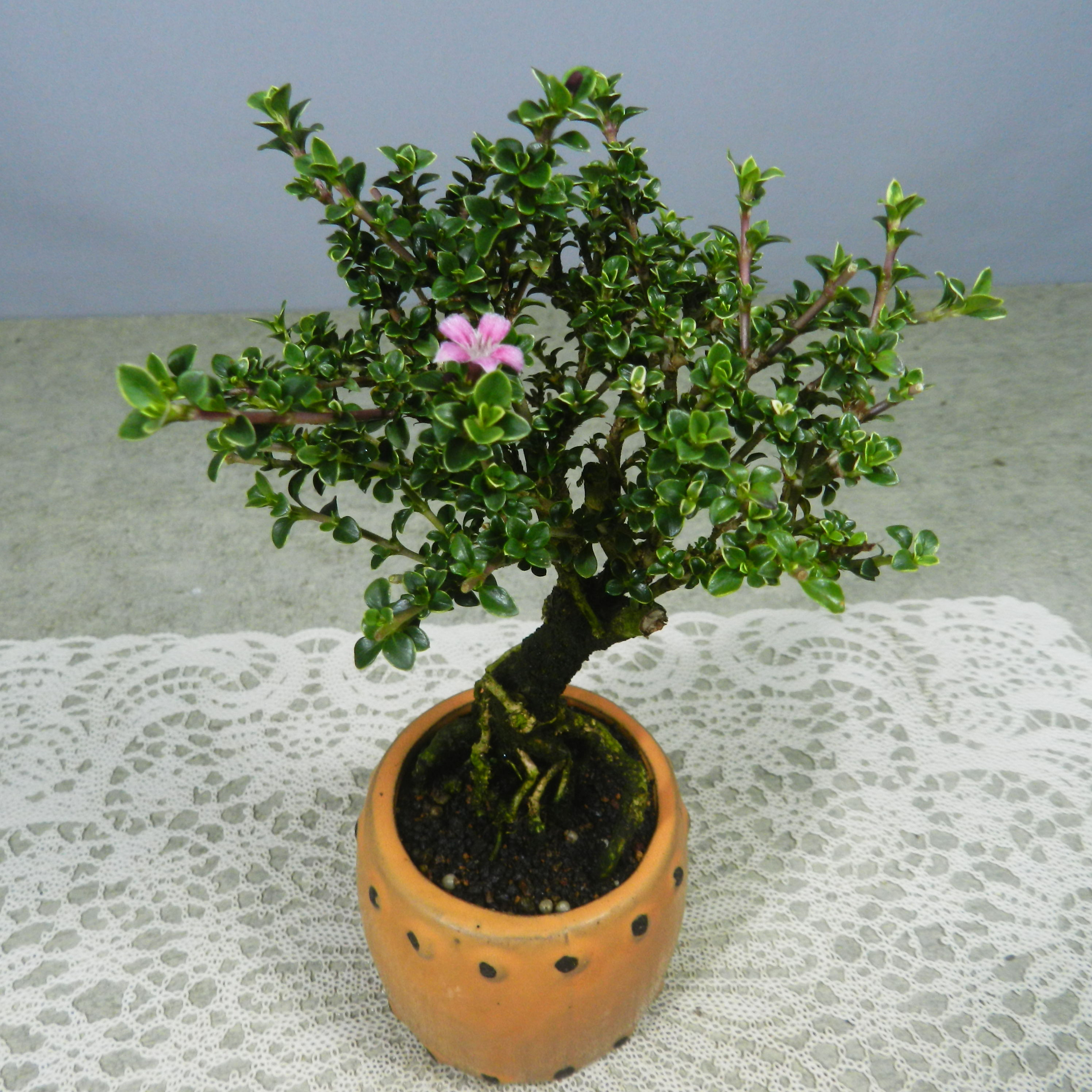 Rakujyuen | 小春 高さ:18cm 周囲:19cm Koharu Hight:18cm