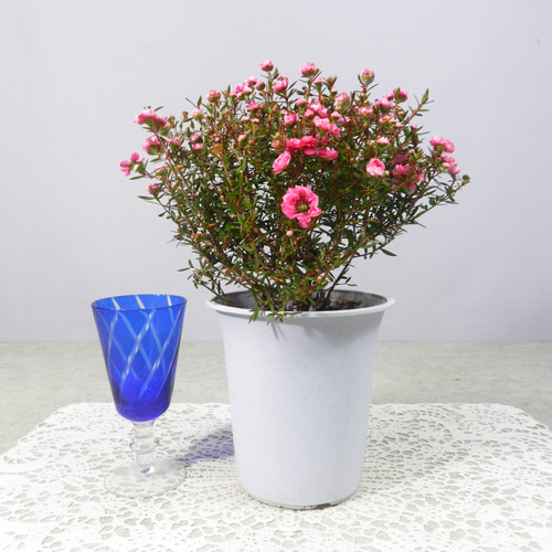 nymphéa様　確認用　いちご　ピンク　/チェリーピンク　シューズ入れ　仕切り nymphéa様 確認用 いちご ピンク /チェリーピンク シューズ入れ 仕切り