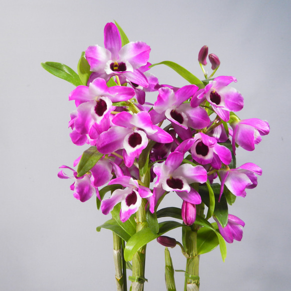 【RAMஐ*゜様】フェイクスイーツ◆花飾り♡可憐ツインスワンシュー◆リアルサイズ ☆ENGEI ichioki☆デンドロビュウム「レッドエース」鉢花◇綺麗