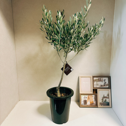 現品］4番 創樹 オリーブ チプレッシーノ 6号 シプレッシーノ 観葉植物