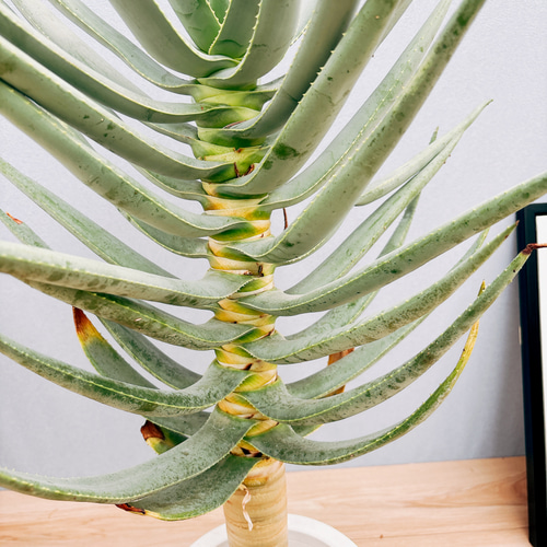 アロエ・ヘラクレス - 陽春園ネット通販 アロエ・ヘラクレス｜6号