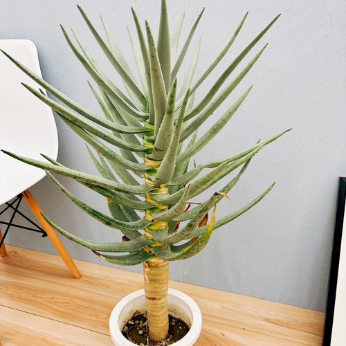 現品］6番 アロエ ディコトマ 7号 観葉植物 室内 屋外 おしゃれ 