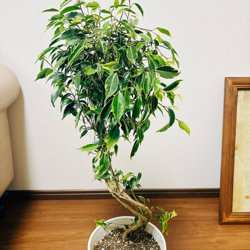 フィカス　ベンジャミン　ヌダ　観葉植物　曲がり