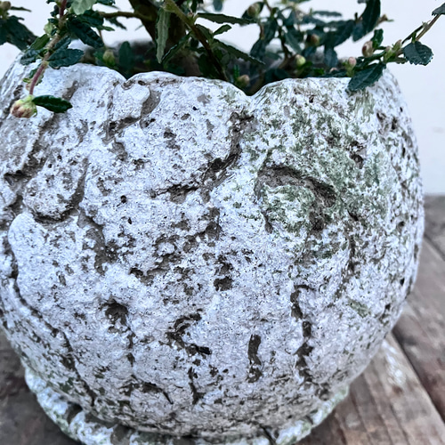 天皇梅＊梅＊希少種＊ミニ盆栽＊ガーデニング＊ 盆栽 bloom town 通販