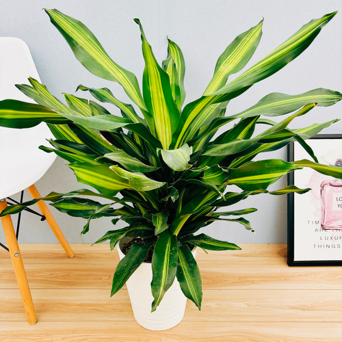 現品］【希少】1番 ドラセナ フレグランスバーリー 8号 観葉植物