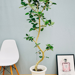 【現品】フィカス・ベンガレンシス　曲がり　8号　白角鉢　（1） 現品】フィカス・ベンガレンシス 曲がり 8号 白角鉢 （2） - メルカリ