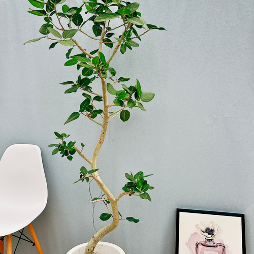 ①　フィカス　ベンガレンシ　曲がり仕立て10号　特大苗木最高等級極上品‼️ フィカス ベンガレンシス 10号 | 観葉植物通販 Hitohana（ひとはな）