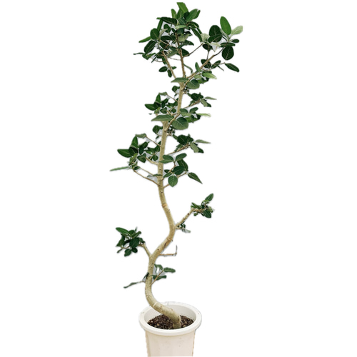 フィカス ベンガレンシス ゴムの木 10号 フィカス・ベンガレンシス 10号の通販 | 観葉植物通販AONOKI