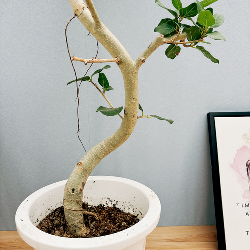 ①　フィカス　ベンガレンシ　曲がり仕立て10号　特大苗木最高等級極上品‼️ ⑤ フィカス ベンガレンシ 10号 特大苗木最高等級極上品‼️ 極太