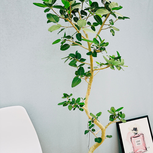 現品］特大！ フィカス ベンガレンシス 曲がり 10号 観葉植物 室内