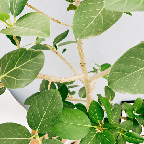 現品］特大！ フィカス ベンガレンシス 曲がり 10号 観葉植物 室内