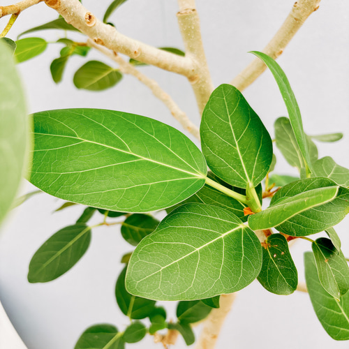 ［現品］☆人気☆ 10番　フィカス　ベンガレンシス　曲がり　8号　観葉植物　室内 観葉植物 フィカス ベンガレンシス 8号 曲り プラスチック鉢