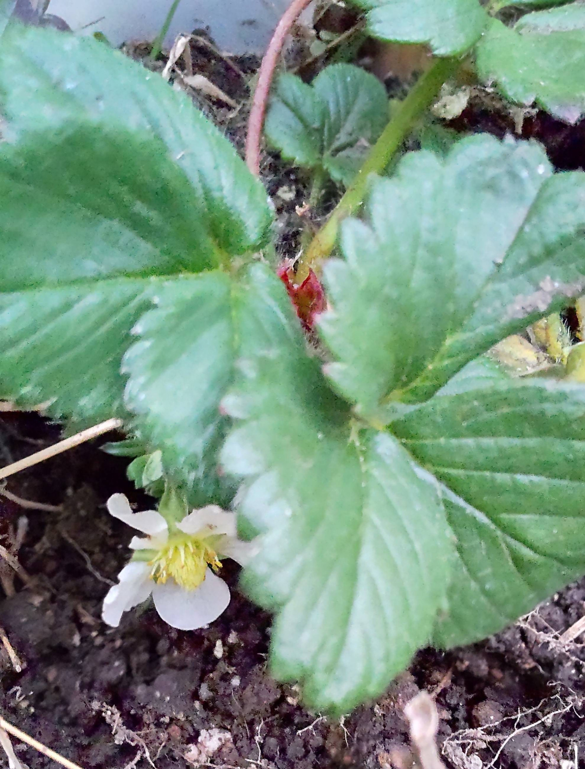 花付き【越後姫  苺苗⠀】甘さで人気ある苺  輸送に弱いため地域の人でしか味わえないイチゴ