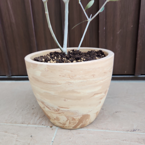 オリーブの木　エルグレコ　マーブル模様テラコッタ鉢植え　苗　シンボルツリー オリーブの木 エルグレコ マーブル模様お洒落テラコッタ鉢植え 苗