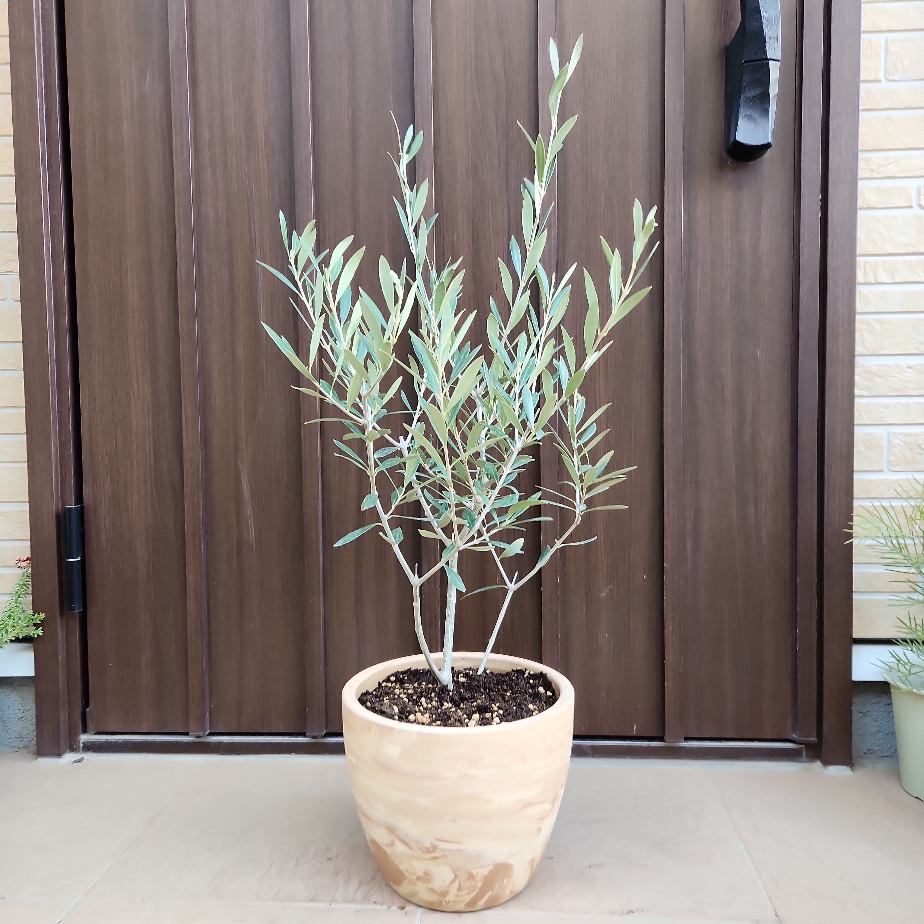 オリーブ　エルグレコ　ホワイト陶器鉢植え　苗　シンボルツリー オリーブ エルグレコ ホワイト陶器鉢植え 苗 シンボルツリー