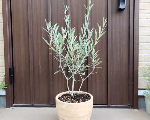 オリーブの木 エルグレコ マーブル模様お洒落テラコッタ鉢植え 苗