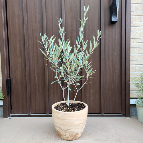 オリーブの木 エルグレコ マーブル模様お洒落テラコッタ鉢植え 苗