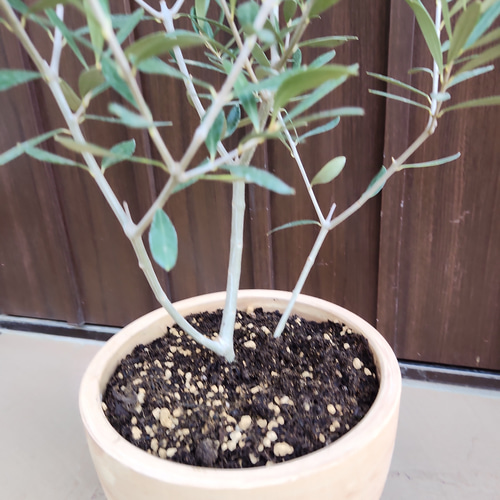 オリーブの木 エルグレコ マーブル模様お洒落テラコッタ鉢植え 苗