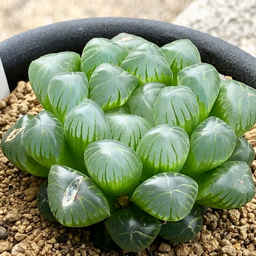 透明 美しい ハオルチア 雫石 3号 その他インテリア雑貨 PLANTS SHOP