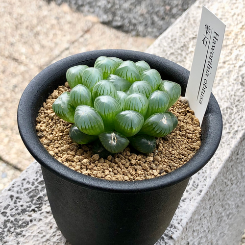 透明 美しい ハオルチア 雫石 3号 その他インテリア雑貨 PLANTS SHOP