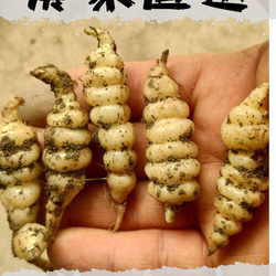 ちょろぎ6kg 珍しい生のちょろぎを採りたてでお届け※種芋にもなります#01 0531a4a76263280b9b4472a9220be3