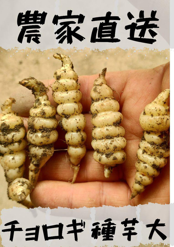農家直送]チョロギ種芋大8つ(栽培期間、農薬・化学肥料不使用