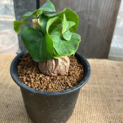 ディオスコレア 亀甲竜 実生 鉢のまま発送 多肉植物 アルファガーデン