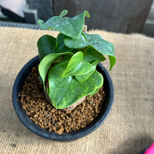 ディオスコレア 亀甲竜 実生 鉢のまま発送 多肉植物 アルファガーデン