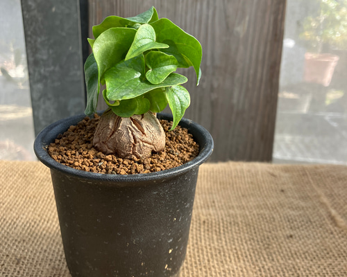 特大size 【亀甲竜】 1点もの 鉢のまま発送します 特大size 【亀甲竜】 1点もの 鉢のまま発送します 特大size 【亀甲竜